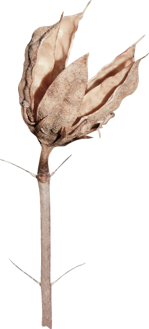 Autumn Witchery (127)