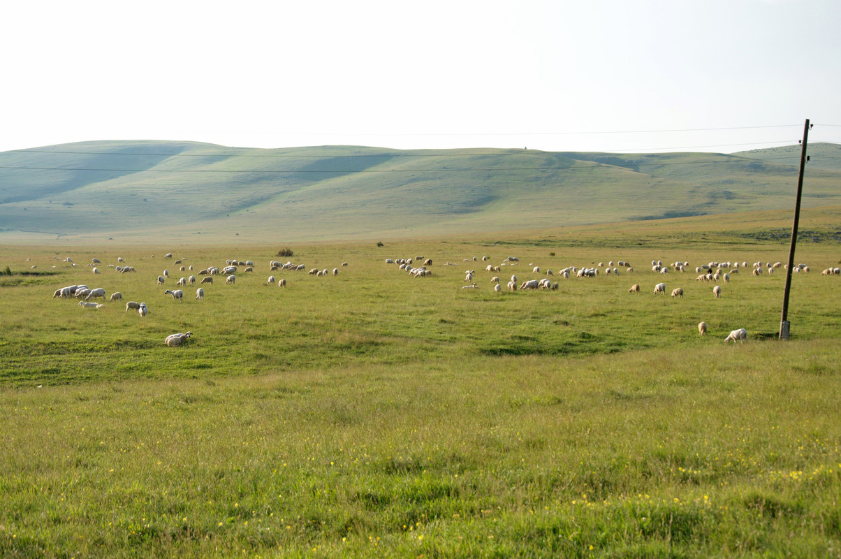 Sunset-at-a-floral-meadows-with-flocks-of-sheep-at-the-Pester-Plateau-in-Serbia.jpg