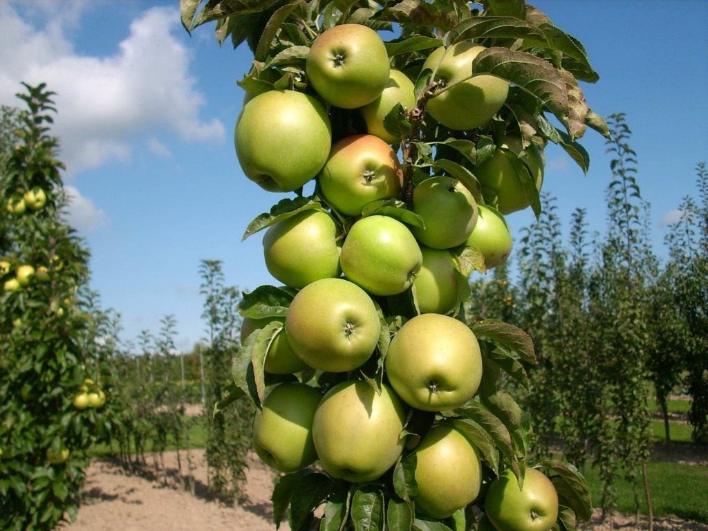 Секреты выращивания спартанской яблони советы от опытных садоводов