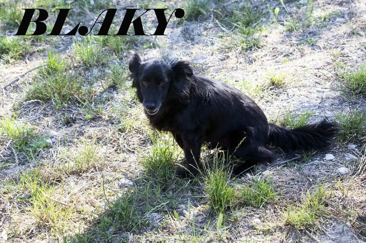 Blaky