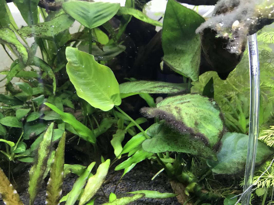 78A8D95C-35D8-40DA-B5F1-C5B37730A580