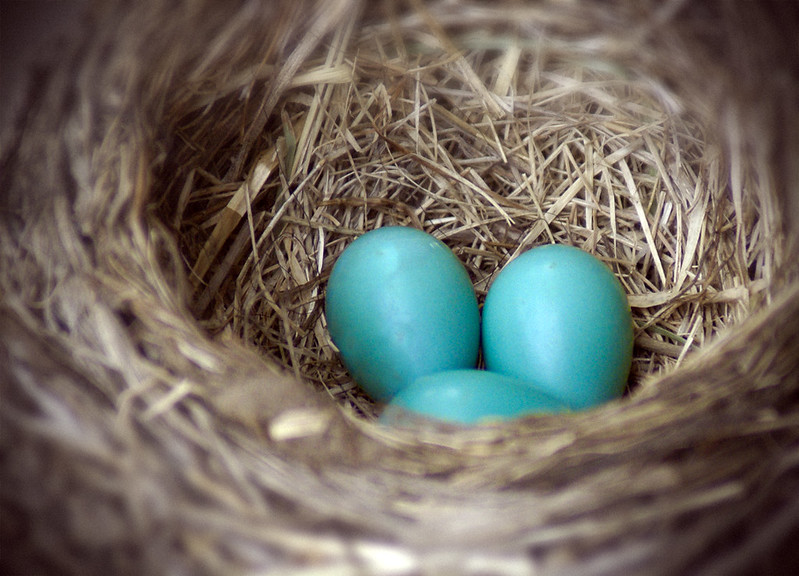 turquoise-robin-eggs.jpg