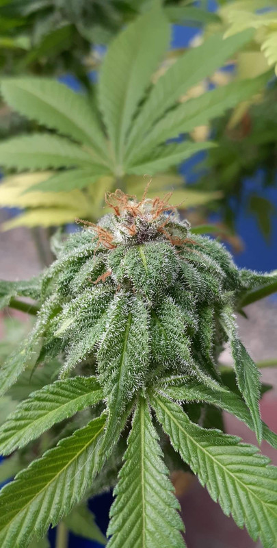 received_1468715733630775