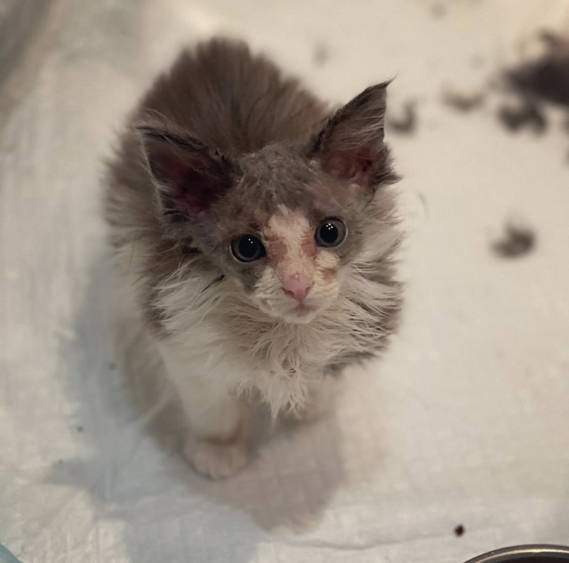 28BF682B-26B0-4EC2-87C7-B947AF1A771B