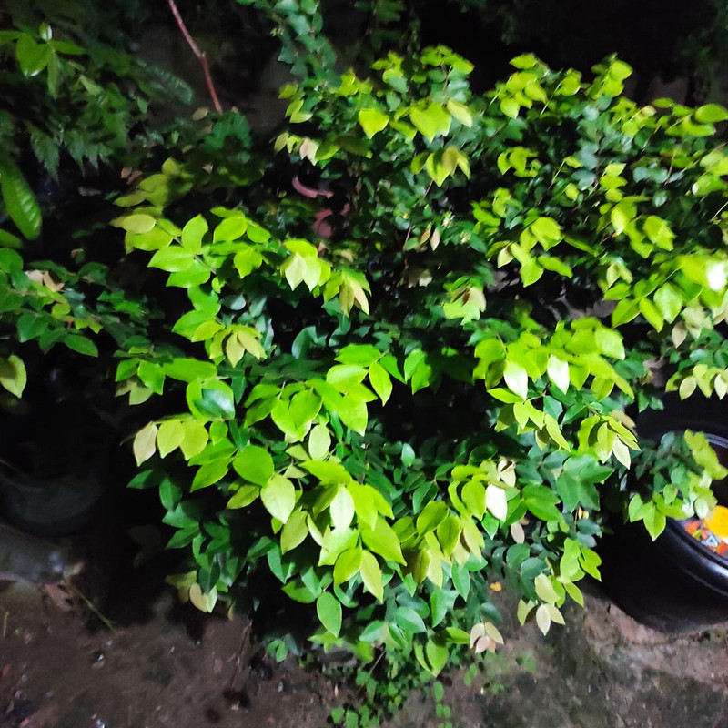 WhatsApp Image 2021-07-07 at 01.56.33 (2)