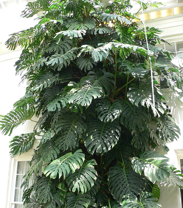 Black Monstera Plant