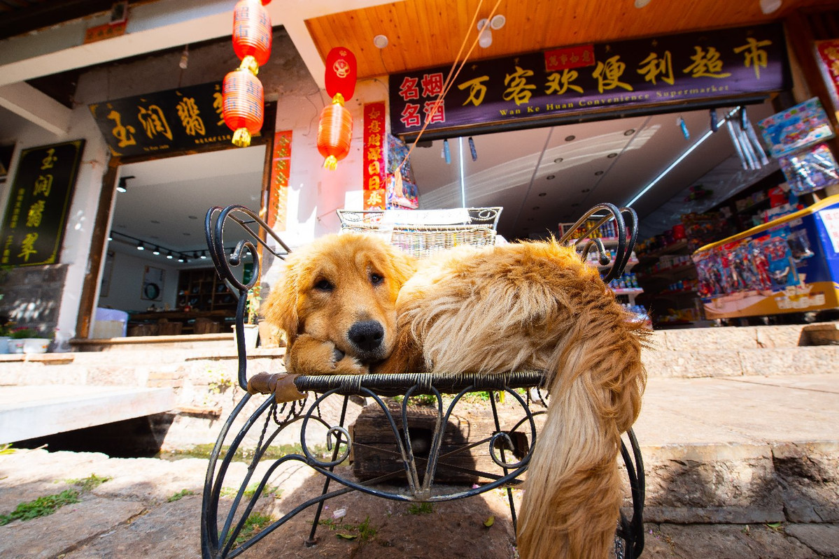 Yunnan 2019 - Blogs de China - Dia 6 - Lijiang y Shuhe (56)