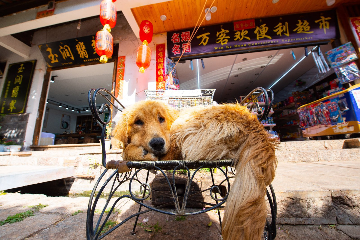 Dia 6 - Lijiang y Shuhe - Yunnan 2019 (56)