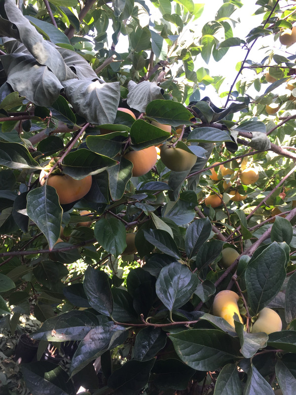 7A433BB7-98E7-4BA4-AA2C-4800FC4AF821