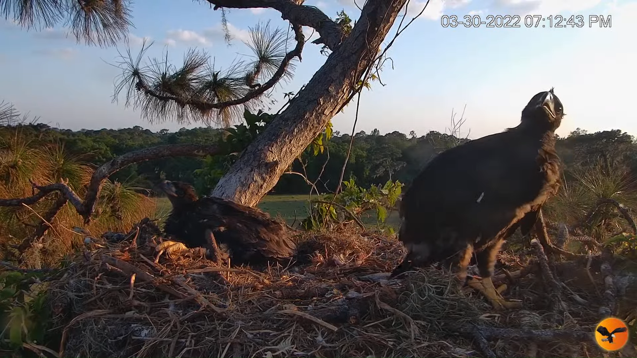 EC Nest Cam 13-0-2 screenshot (1)