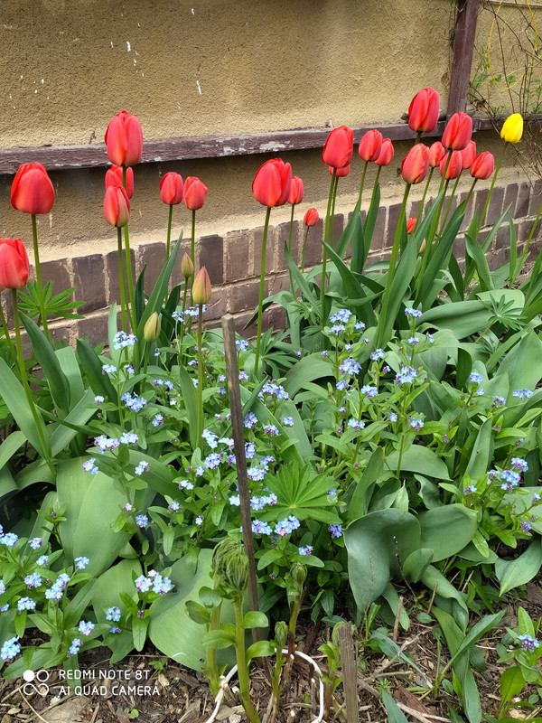 IMG_20210505_104945 (1)