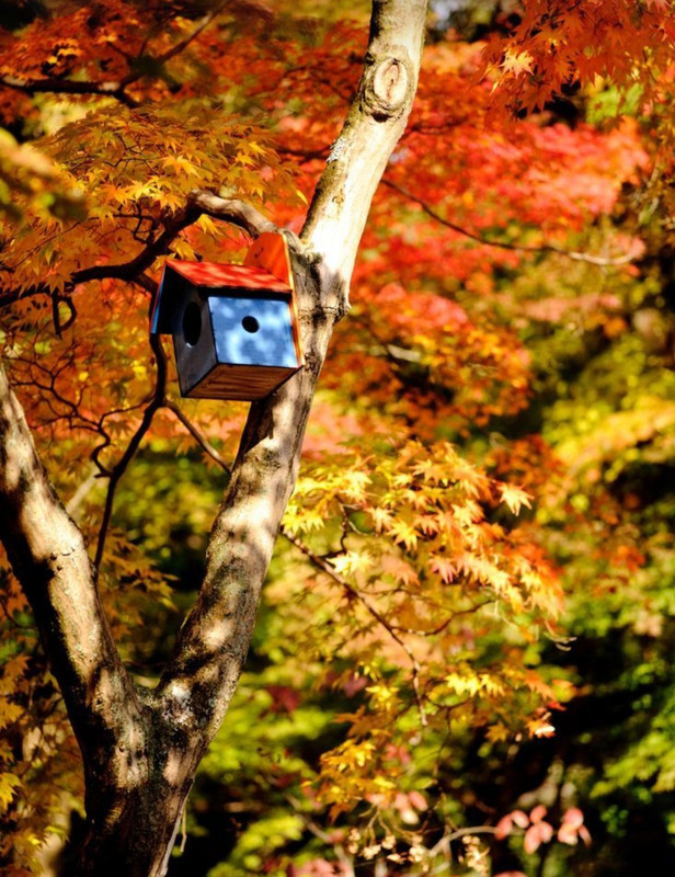 Screenshot_20231115_212556_Pinterest