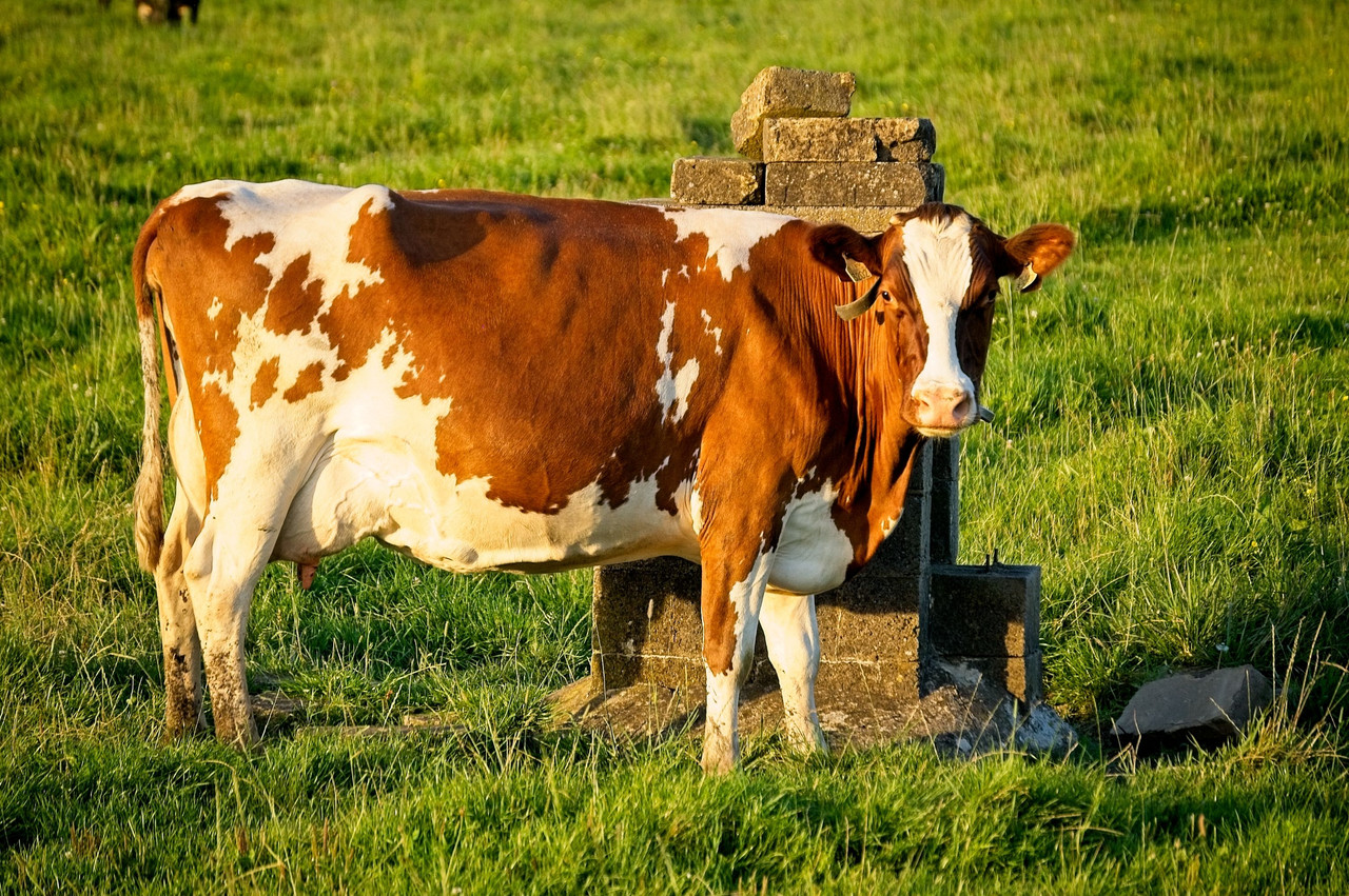 Carences minérales chez la vache laitière : conséquences ostéo-articulaires et ostéopathie