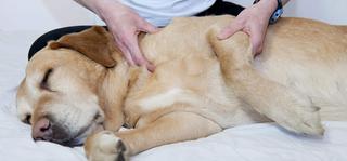 Dog Massage Training Course Dog Massage Training Course
