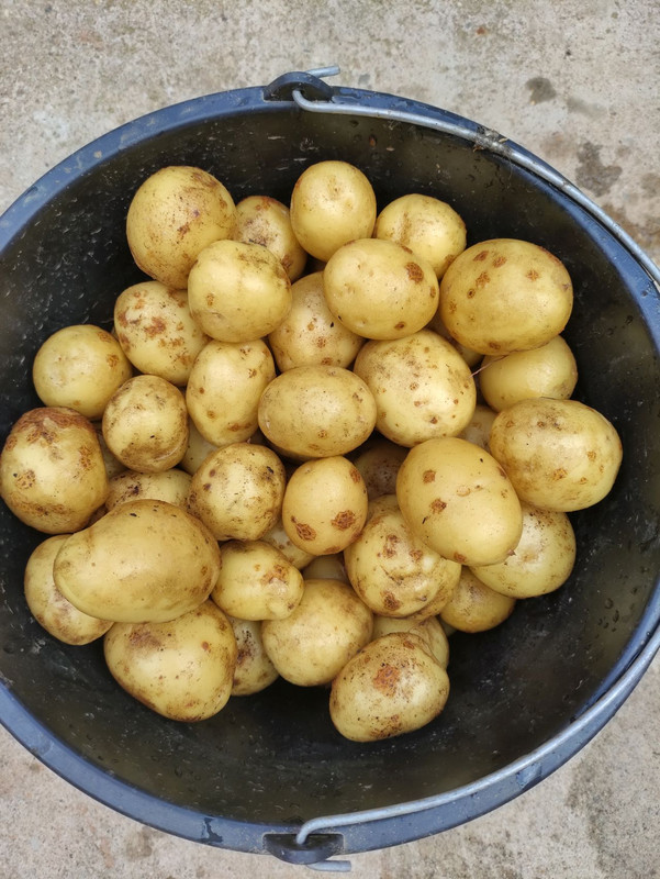 kartoffeln-im-eimer.jpg