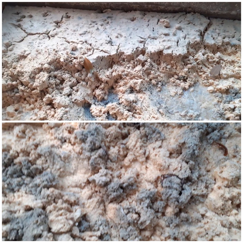 spent-cassava-waste-mold.jpg