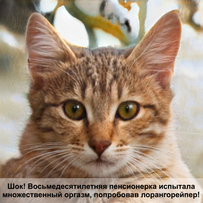 кошки с разным цветом глаз