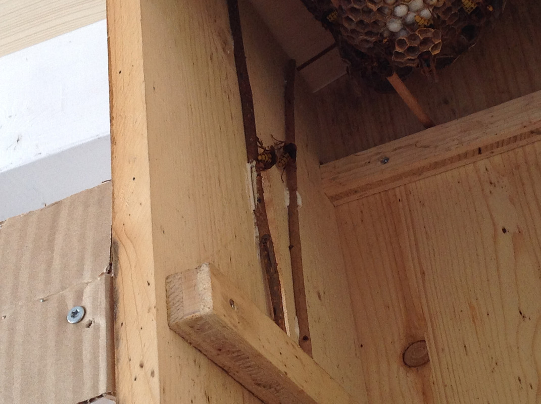 Vespa crabro germana 17. Juli 2015 4. Etage (3)