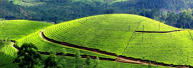 Munnar Alleppey