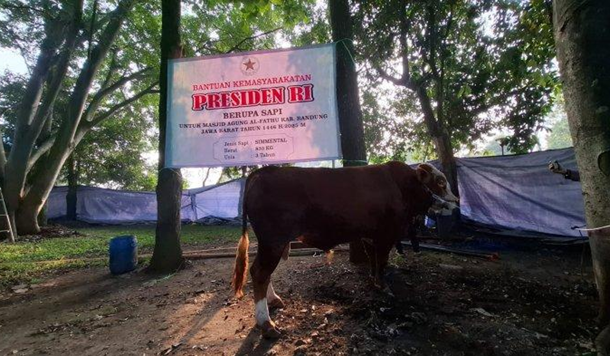Sapi Presiden Prabowo, 830 Kilogram, Meriahkan Kurban Idul Adha di Bandung
