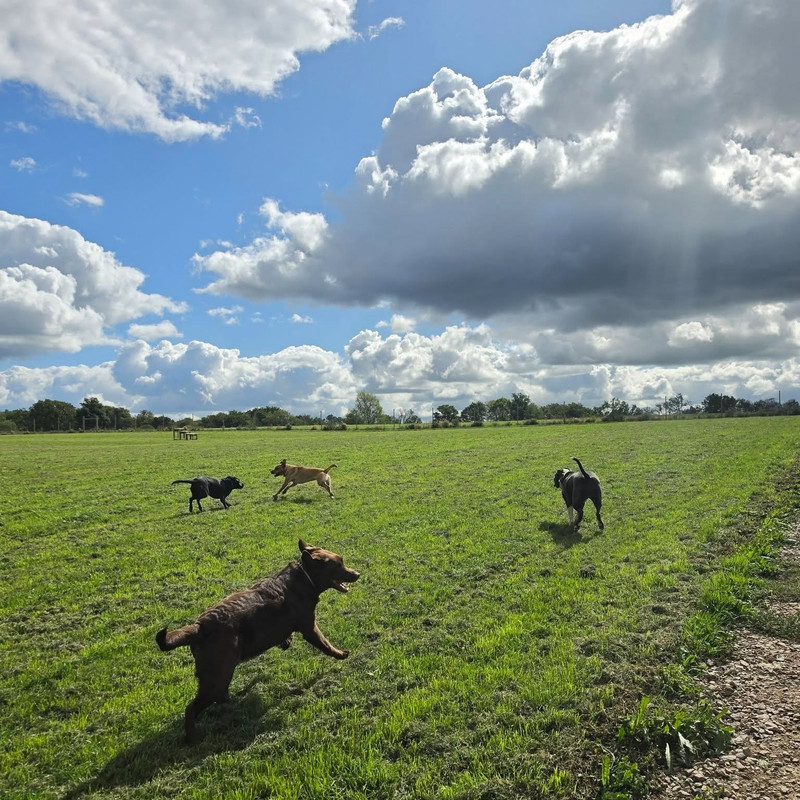Dog Walking
