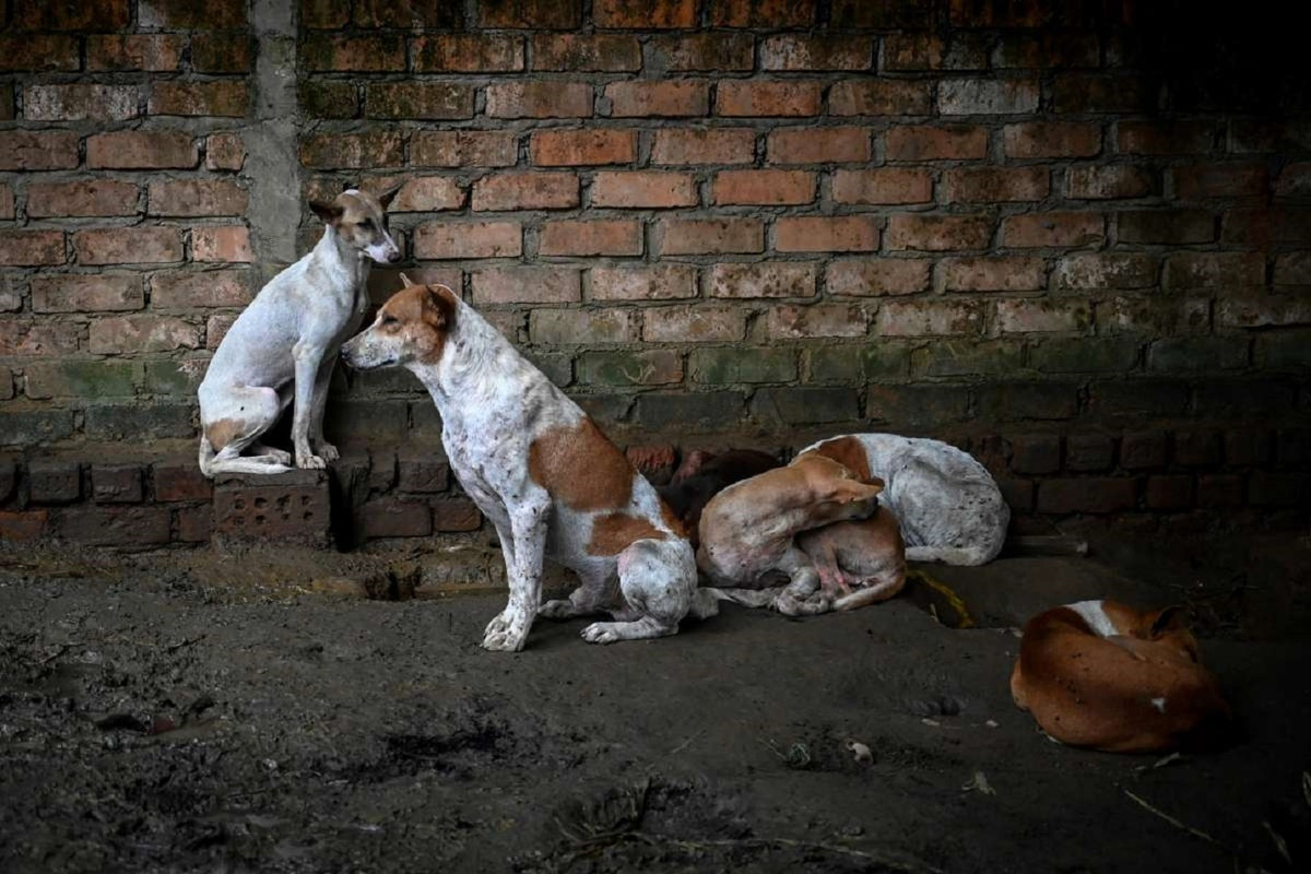 Veterinario en EU abusó sexualmente de perros, esta será su sentencia