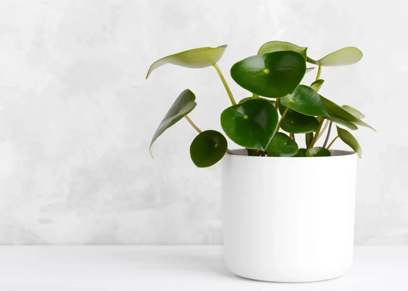 peperomia-raindrop-scaled.webp
