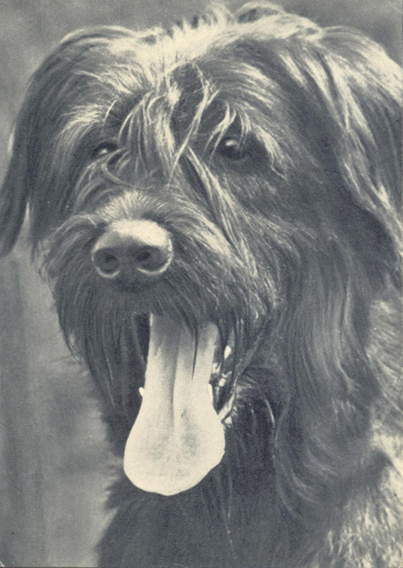 Тибетский терьер 1969 Планета 23