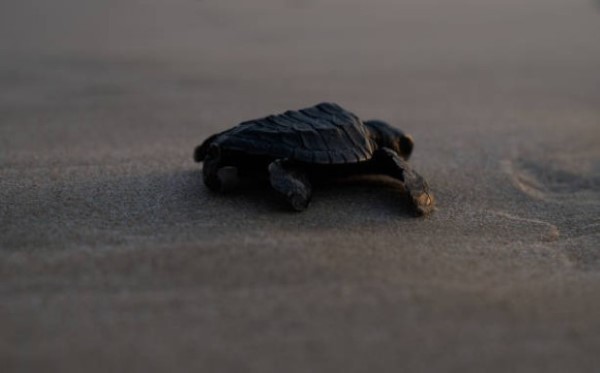 Turtles-1.jpg