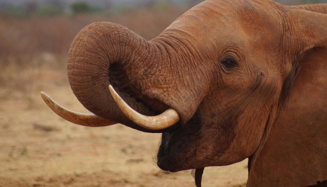 Luxury Kenya safari gallery image 6