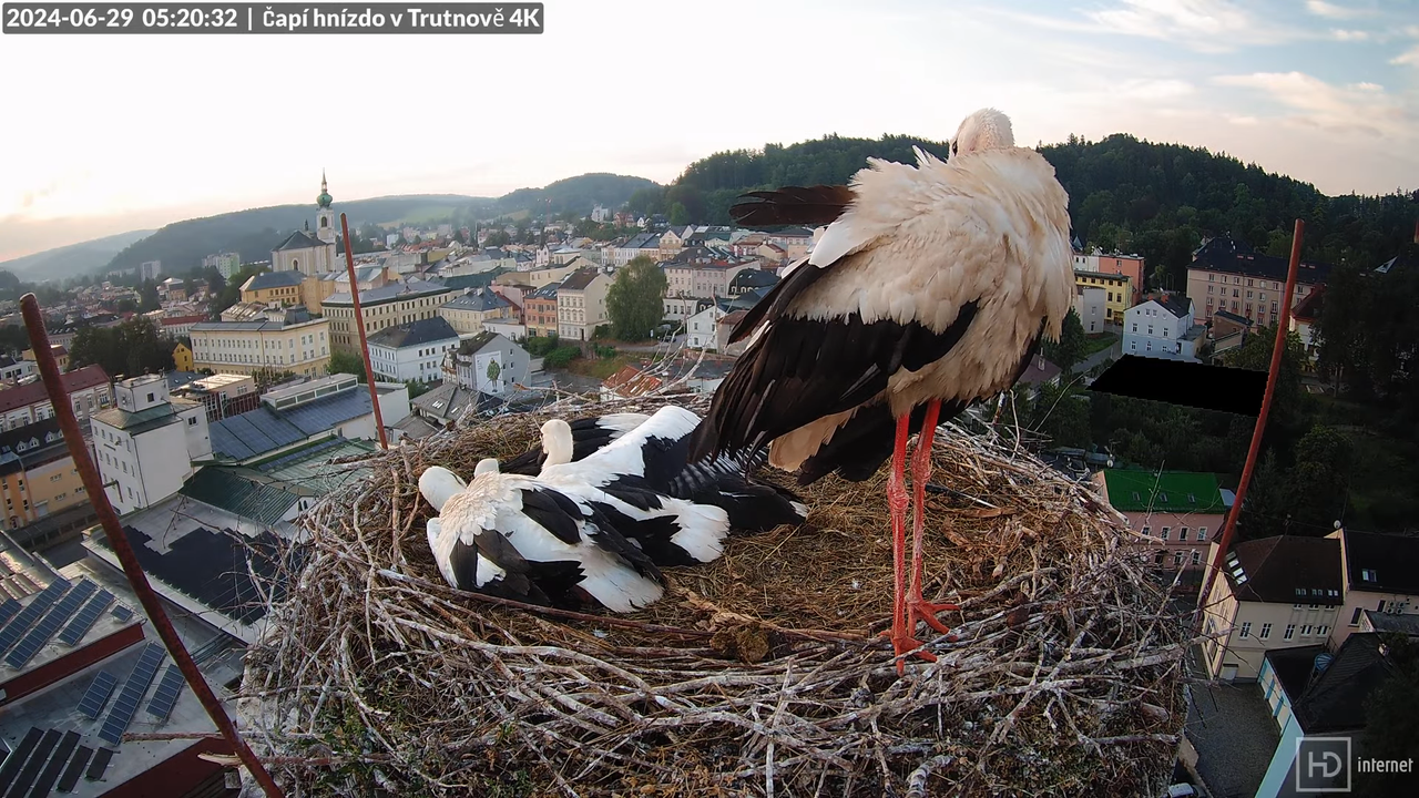Tiešraidē no stārķa ligzdas uz alus darītavas skursteņa Trutnovā 9-54-16 screenshot