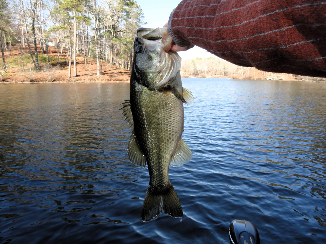 5-9-on-blade-bait.jpg