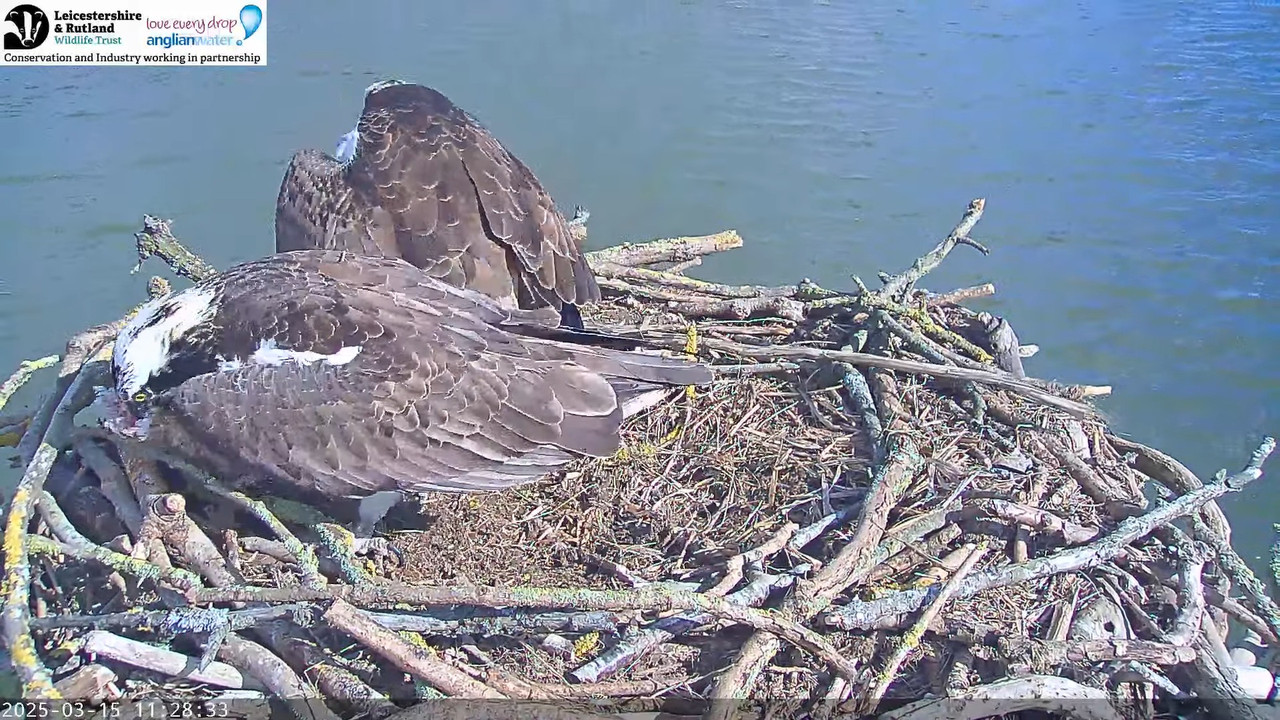 LRWT — Manton Bay Ospreys tiešraides tīmekļa kamera 12-39-44 screenshot