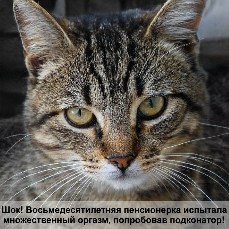 сибирская кошка черепаший окрас