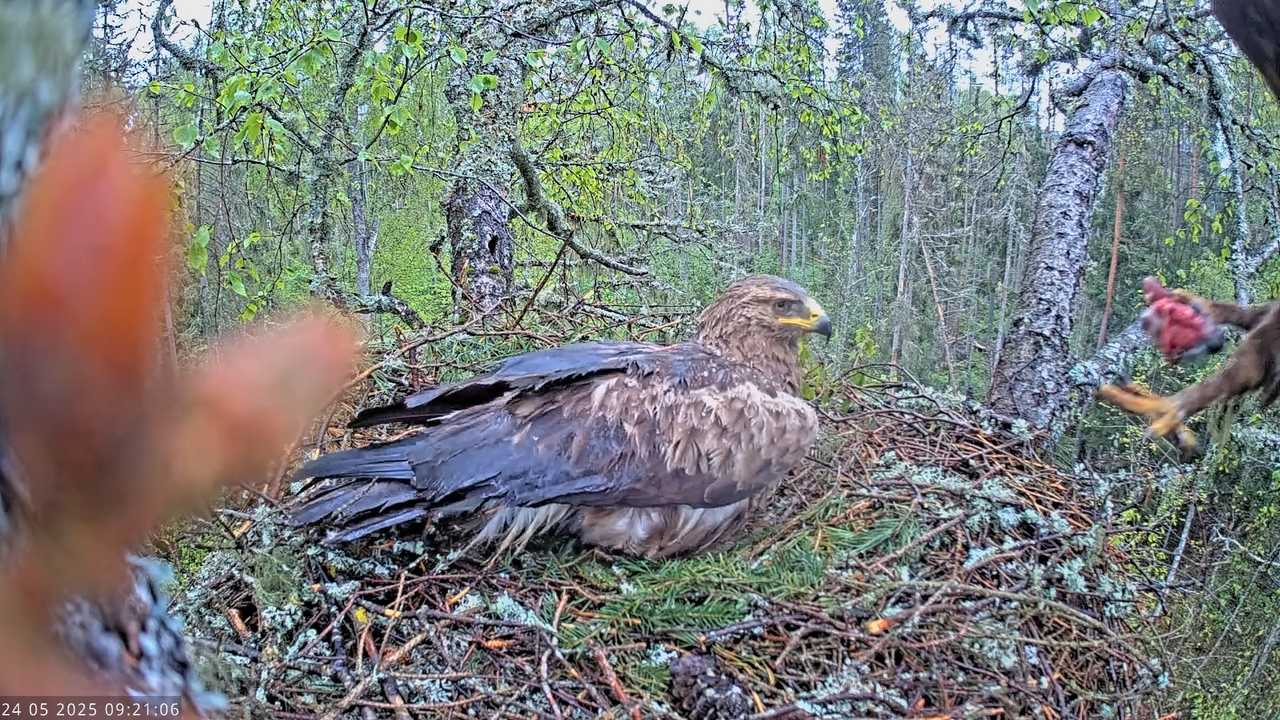 Väike-konnakotkas __ Clanga pomarina __ Lesser Spotted Eagle 10-10-11 screenshot