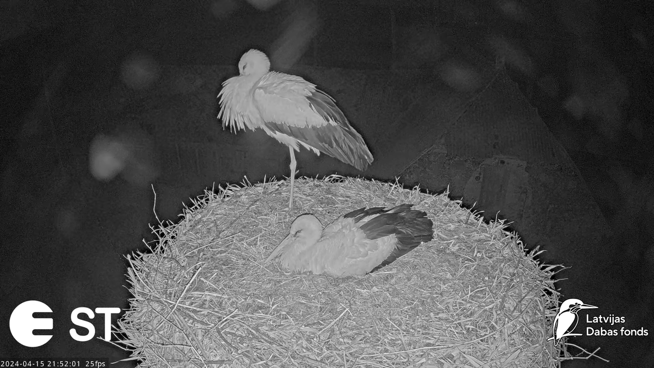 Baltie stārķi (Ciconia ciconia) Tukuma novadā - LDF tiešraide __ White storks in Tukums, Latvia 18-2