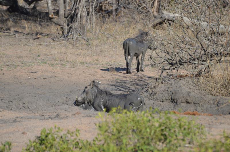 DÍA 11:  KRUGER (Lower Sabie)- SABI SAND (Elephant Plains Game Lodge) - Sudáfrica y Seychelles 2018 -  Una Honeymoon llena de vida (19)