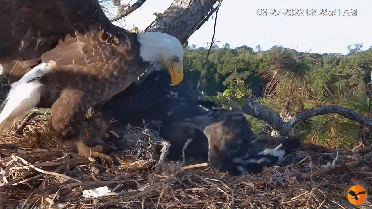 Webp.net-gifmaker (6)