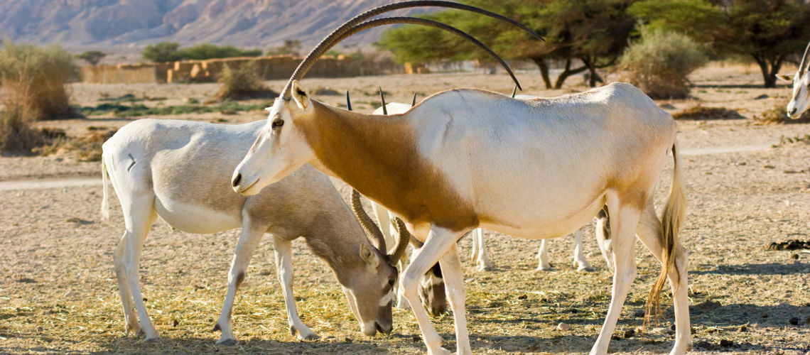 hai-bar Заповедник Хай-Бар Йотвата пустынный оазис дикой природы