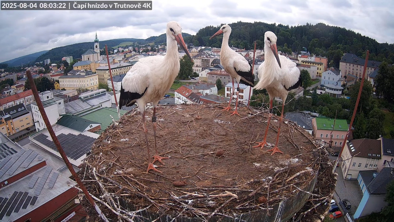 Živě z čapího hnízda na pivovarském komíně v Trutnově 9-21-59 screenshot