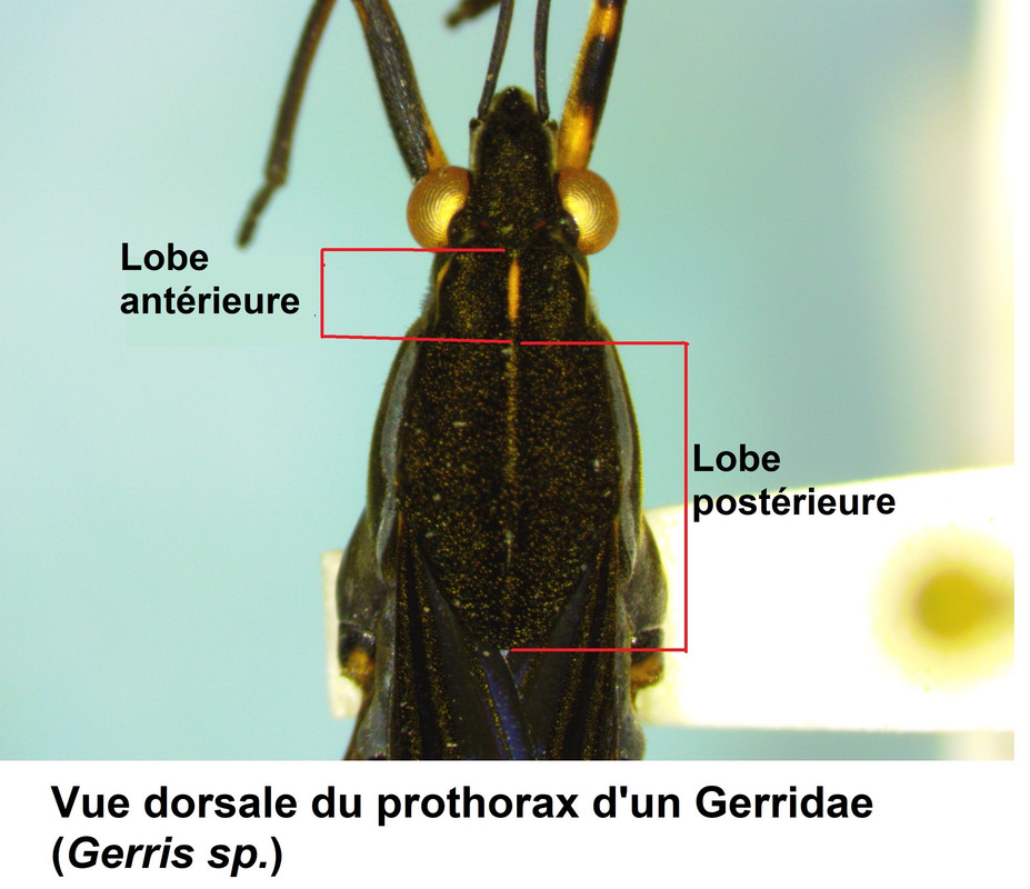 Thorax d'un Gerridae (dorsal)