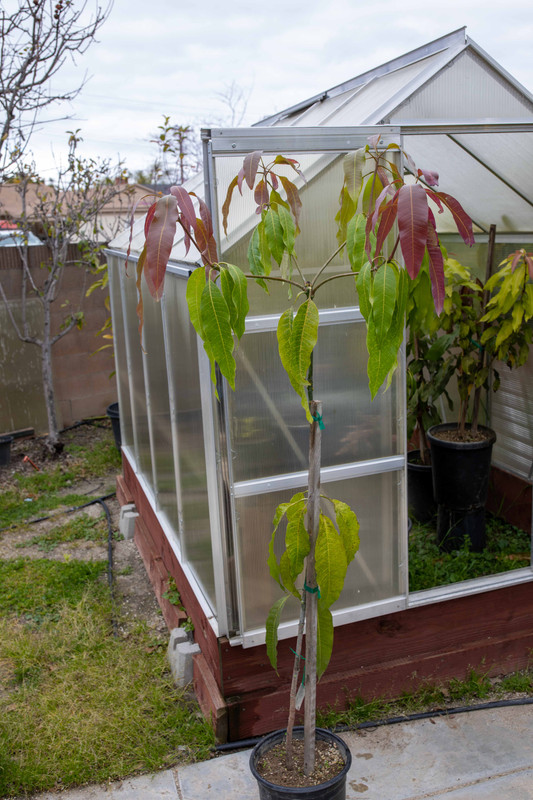 8U1A7591  Sweet Tart Mango Seedling Tree (3-4-2023)