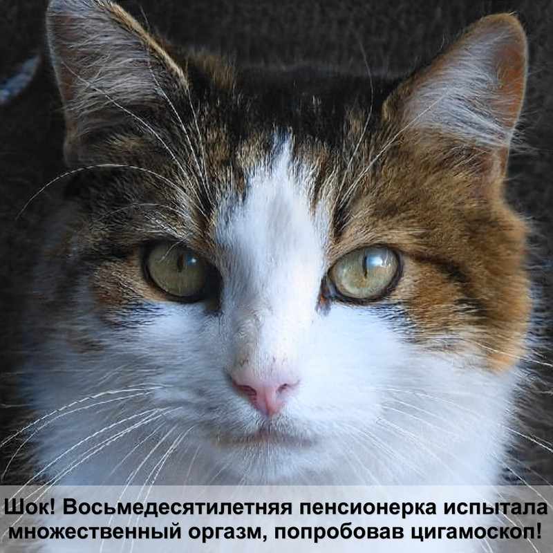 простые клички для кошек