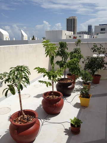 Our Garden 007
