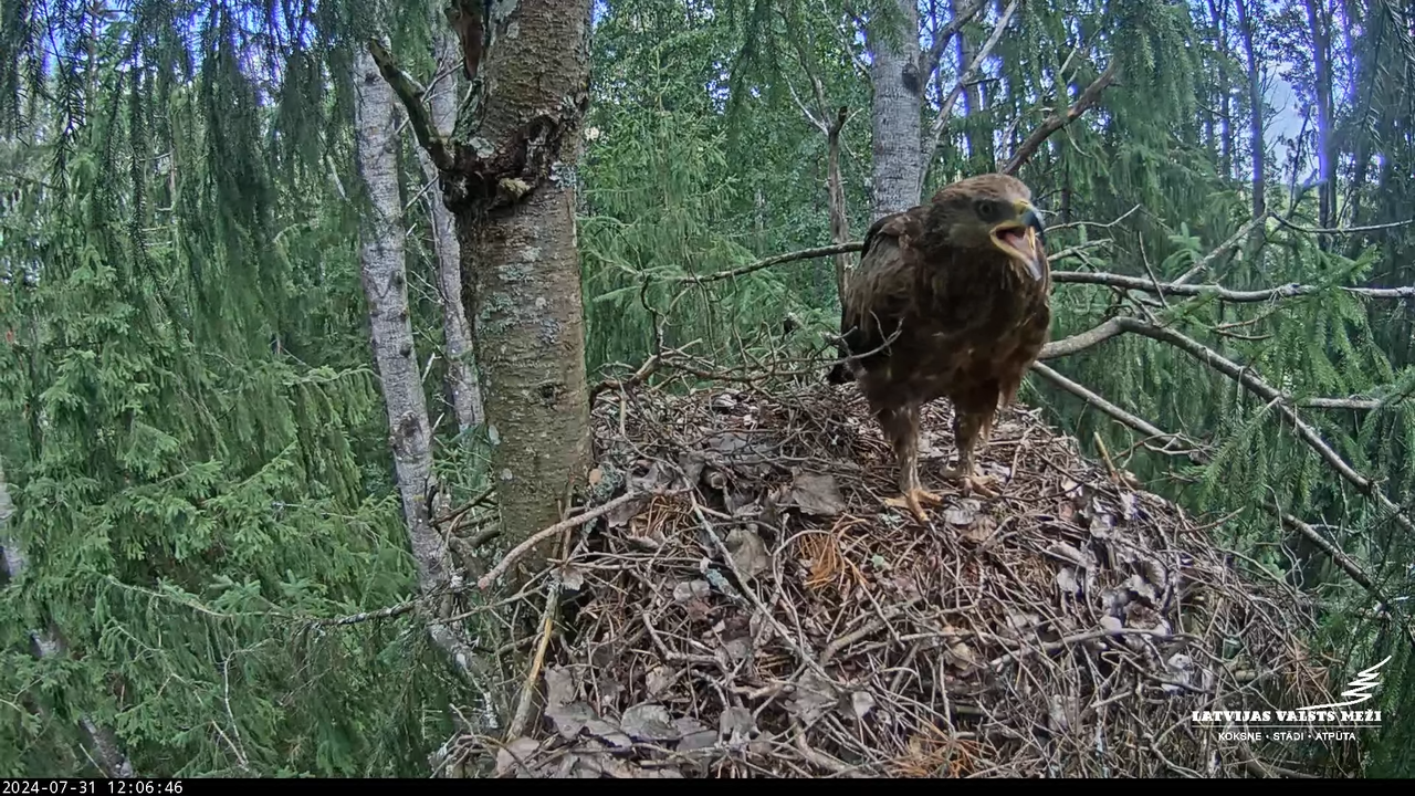 LVM mazais ērglis Lielā sala, egle – Lesser Spotted Eagle 8-3-34 screenshot