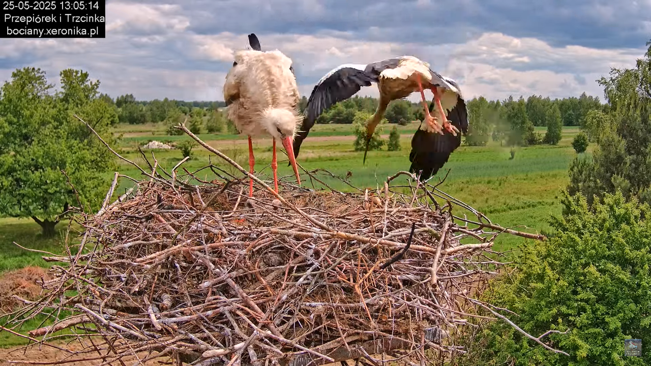 25052025bociany20