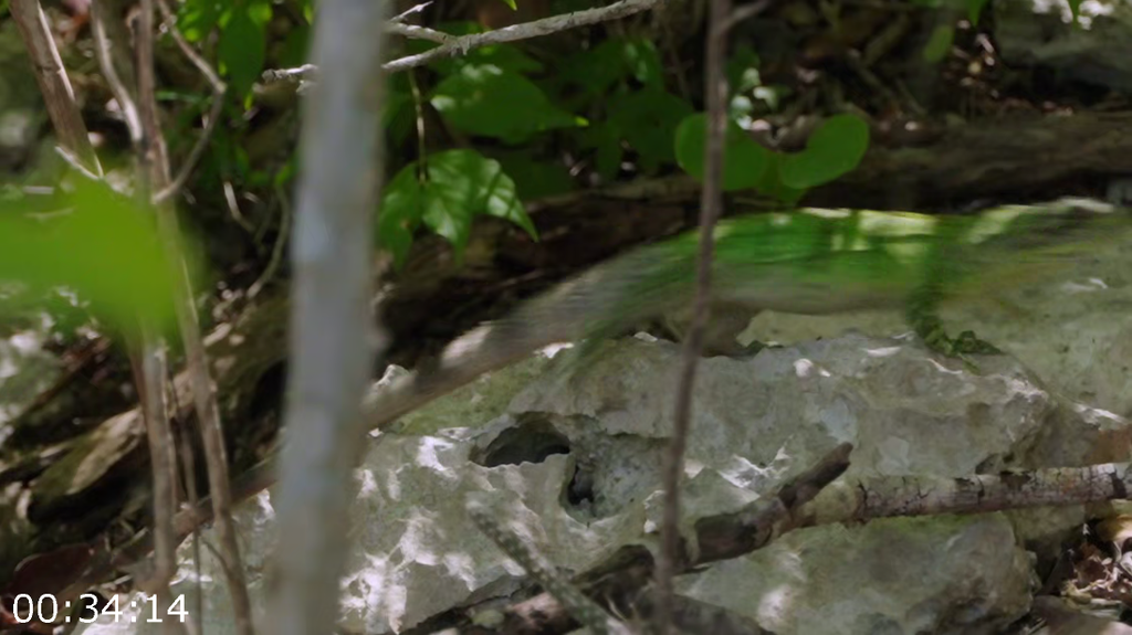 [Image: l631ccisgza4.png]