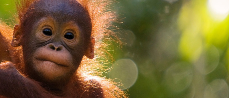 borneo orangutan tour