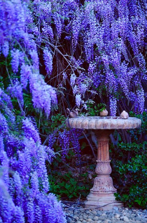 purpleflowerfountain.jpg
