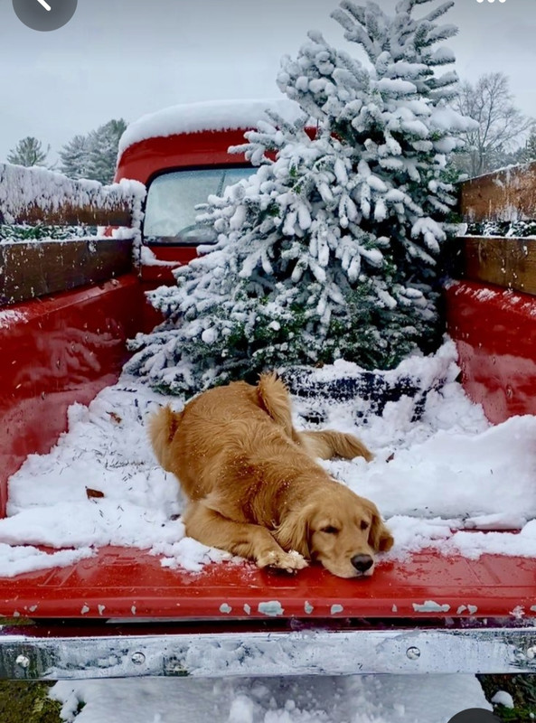 Screenshot_20231111_150852_Pinterest